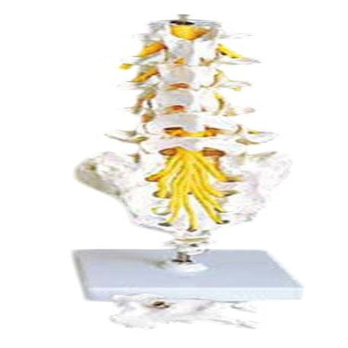 Flexible Lumbar Vertebral Column Model