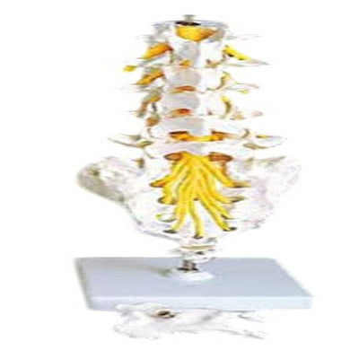 Flexible Lumbar Vertebral Column Model