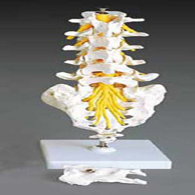 Flexible Lumbar Vertebral Column Model