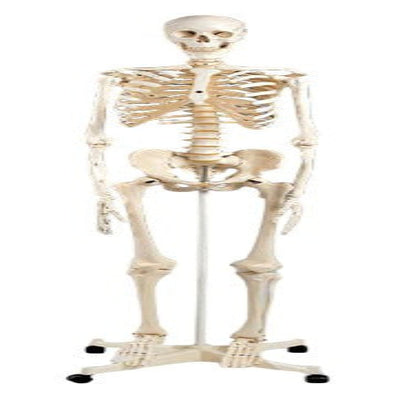 Skeleton Model – Plastic