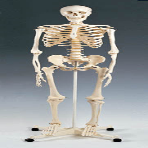 Skeleton Model – Plastic