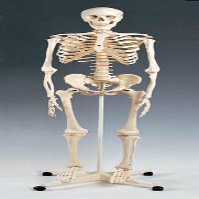 Skeleton Model – Plastic